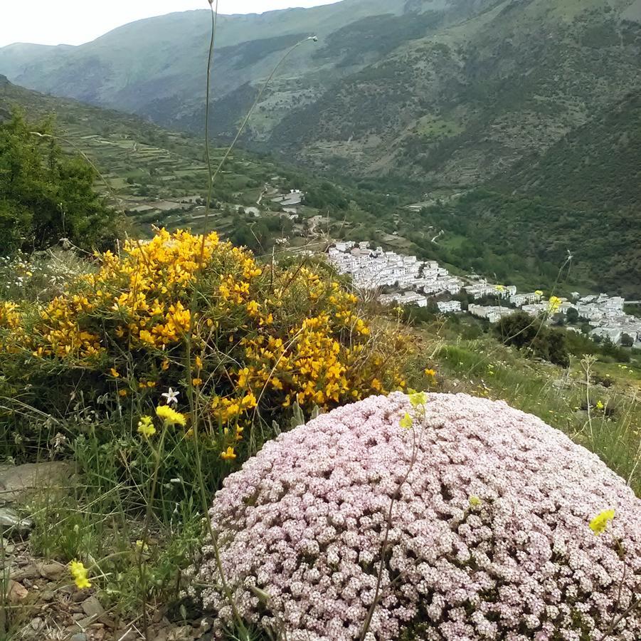 Refugio Alpujarra Alta Bed & Breakfast Trevelez Exterior photo